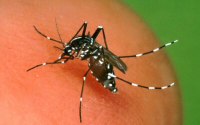 problema zanzare come proteggersi e prevenire
